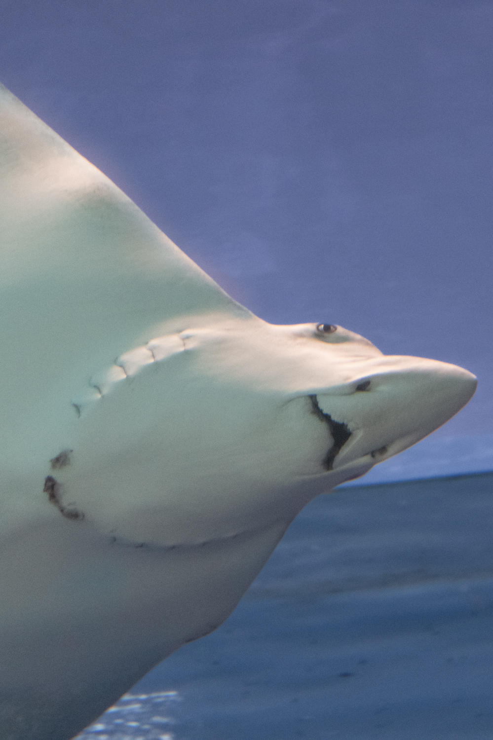 Graceful Spotted Eagle Ray in Motion