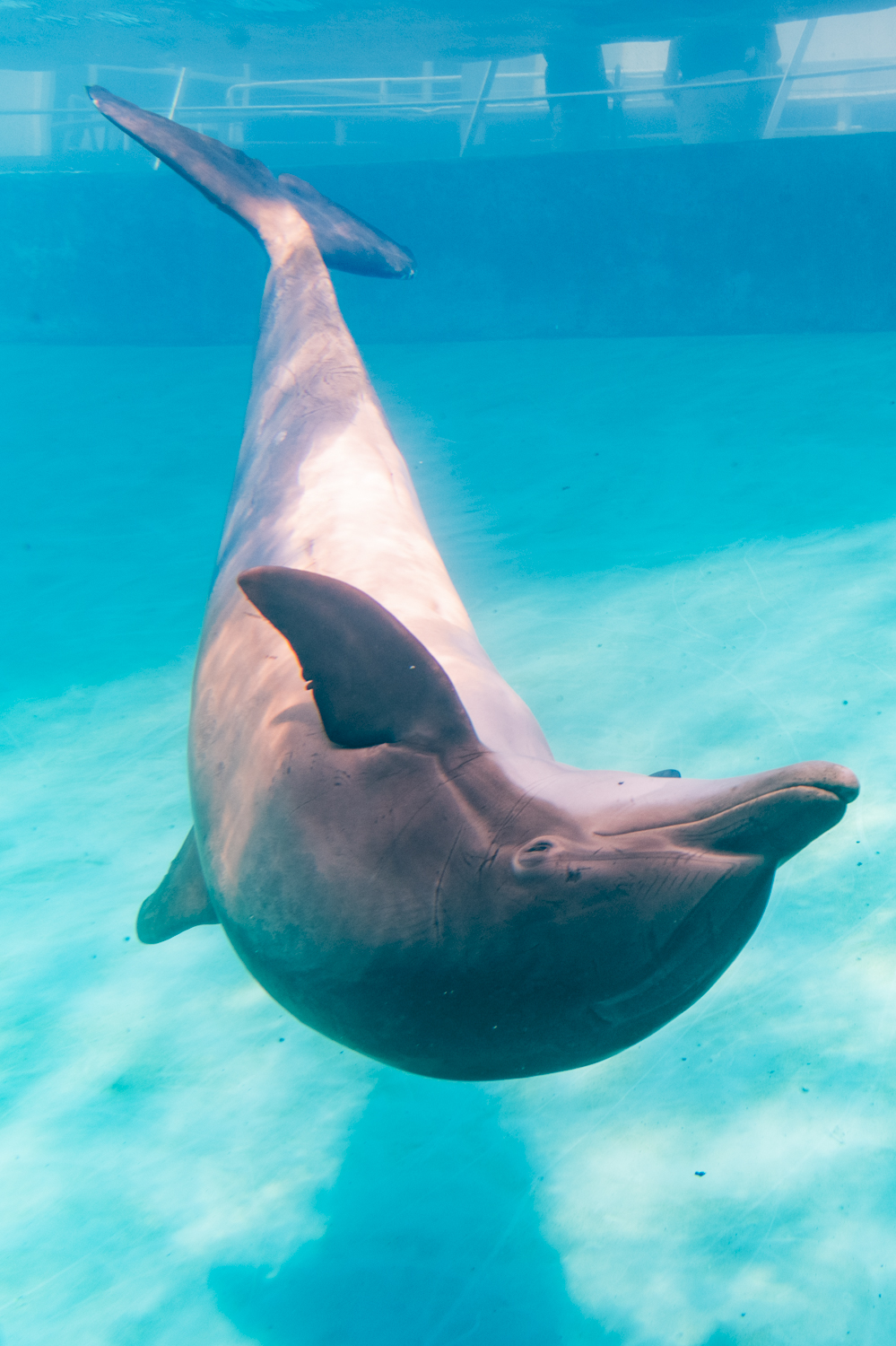 Grace Beneath the Surface: Bottlenose Dolphin at the Texas State Aquarium