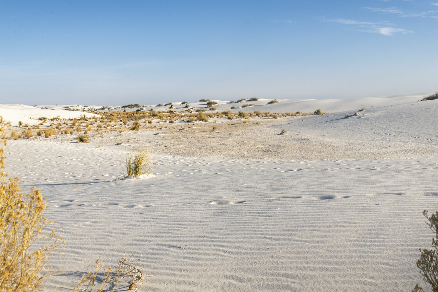 Desert Life in a World of White