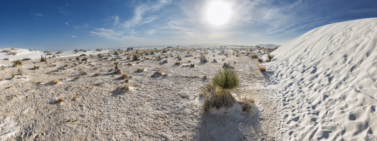 Rooted in the White Sands