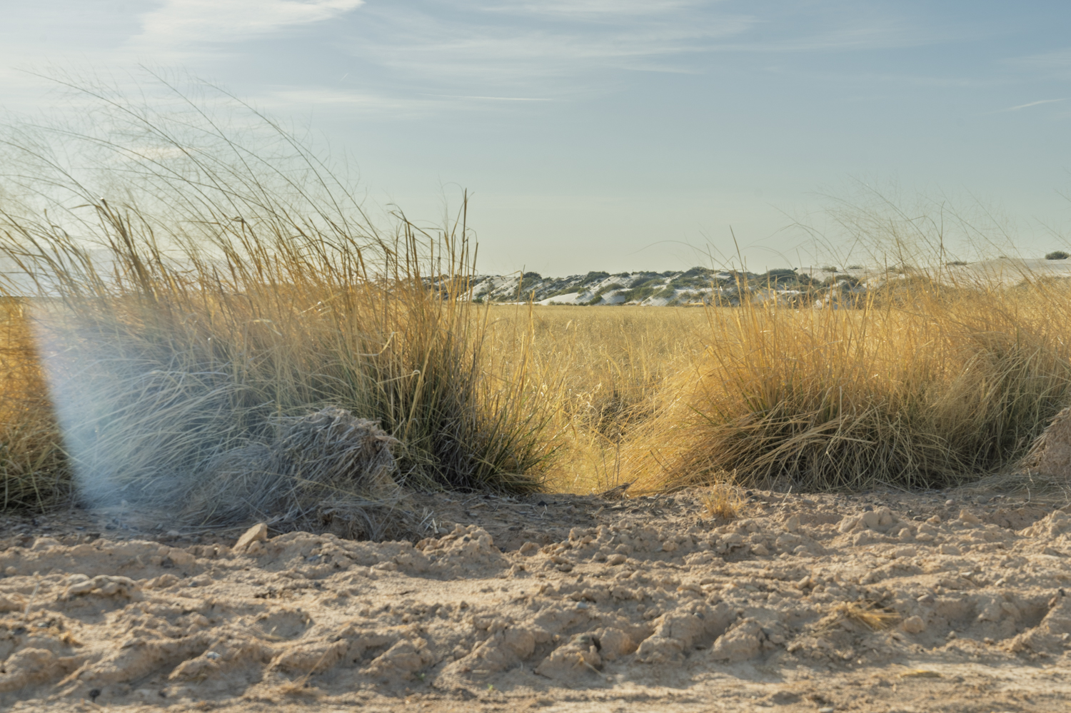 Golden Grasses of White Sands