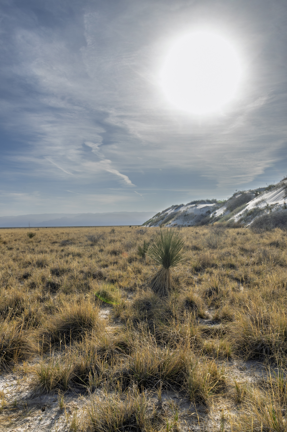 Soaptree Yucca Beneath the Desert Sun