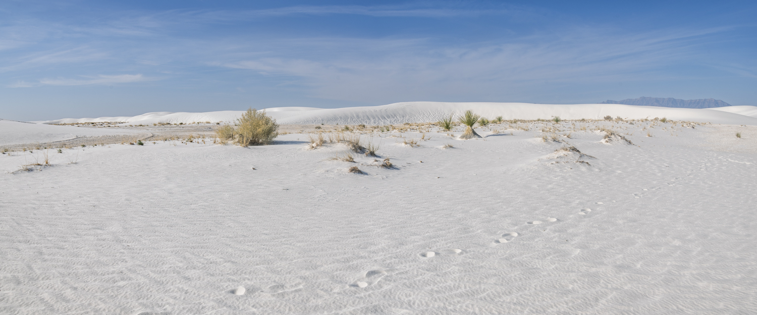 Tracks Through a Desert Garden