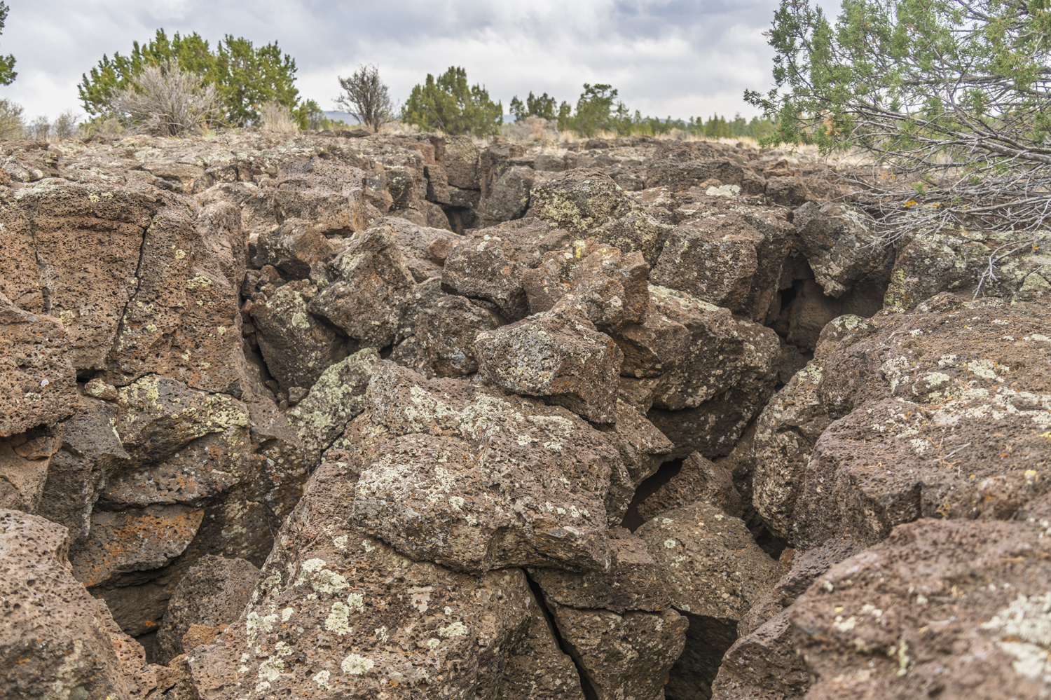 Lichen Across the Ancient Lava