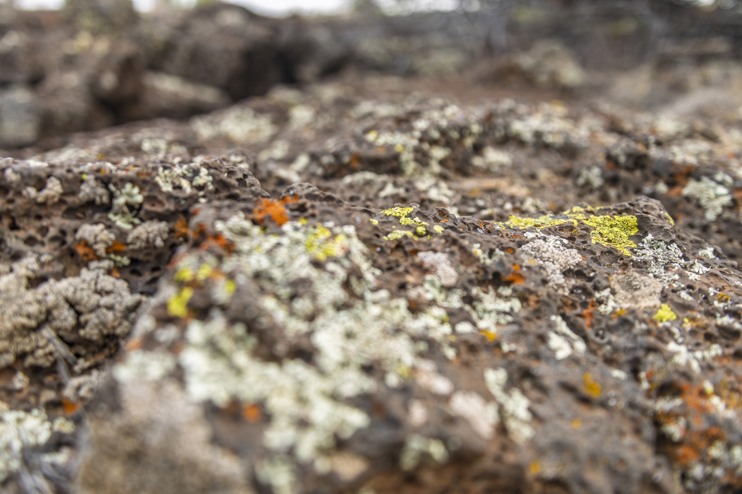 Lichen Mosaic on Ancient Stone