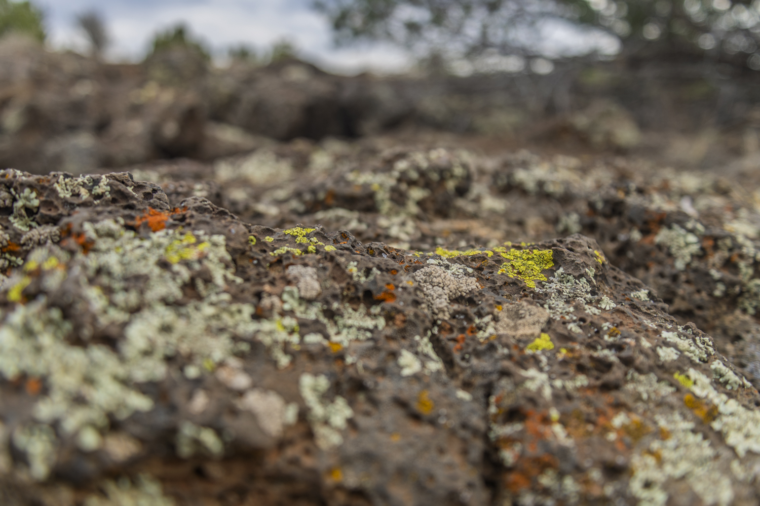 Lichen Colonizing the Lava
