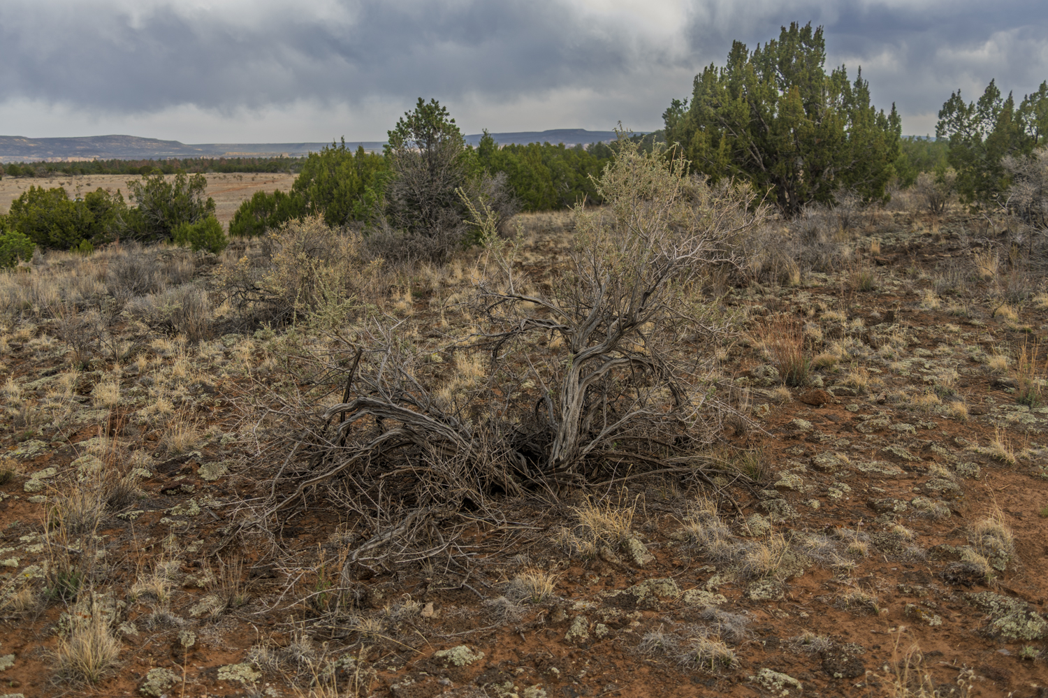 Weathered Juniper Beneath a Stormy Sky