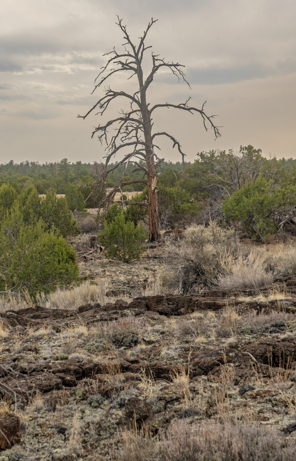 Dead Juniper Over the Lava Fields