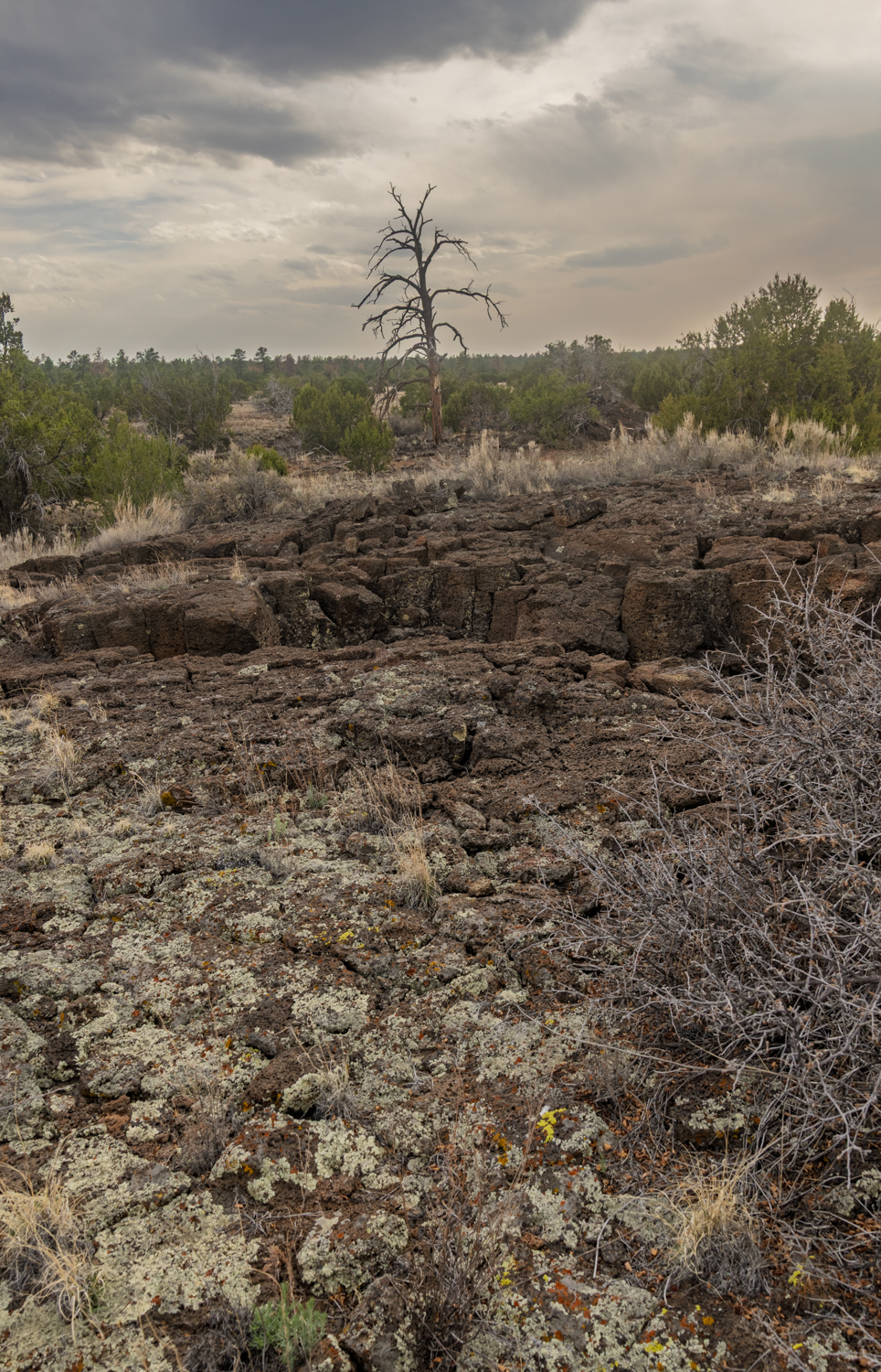 Lichen and Lava Beneath the Storm
