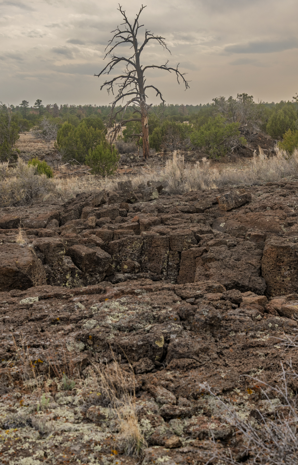 Lone Sentinel Above the Lava
