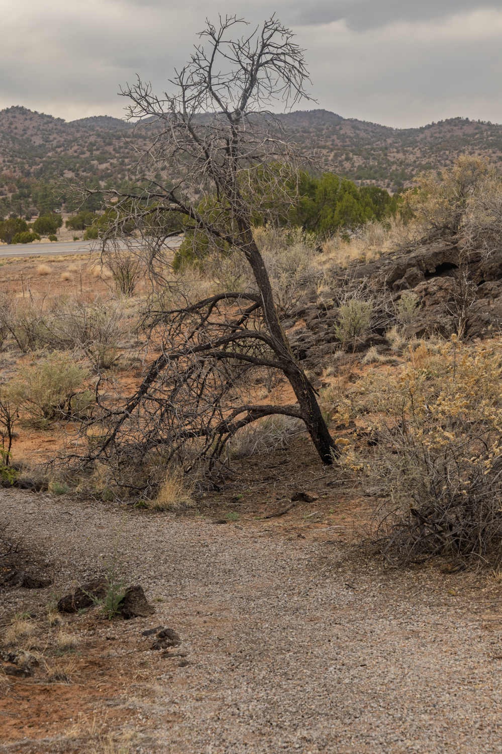 Weathered Sentinel of the High Desert