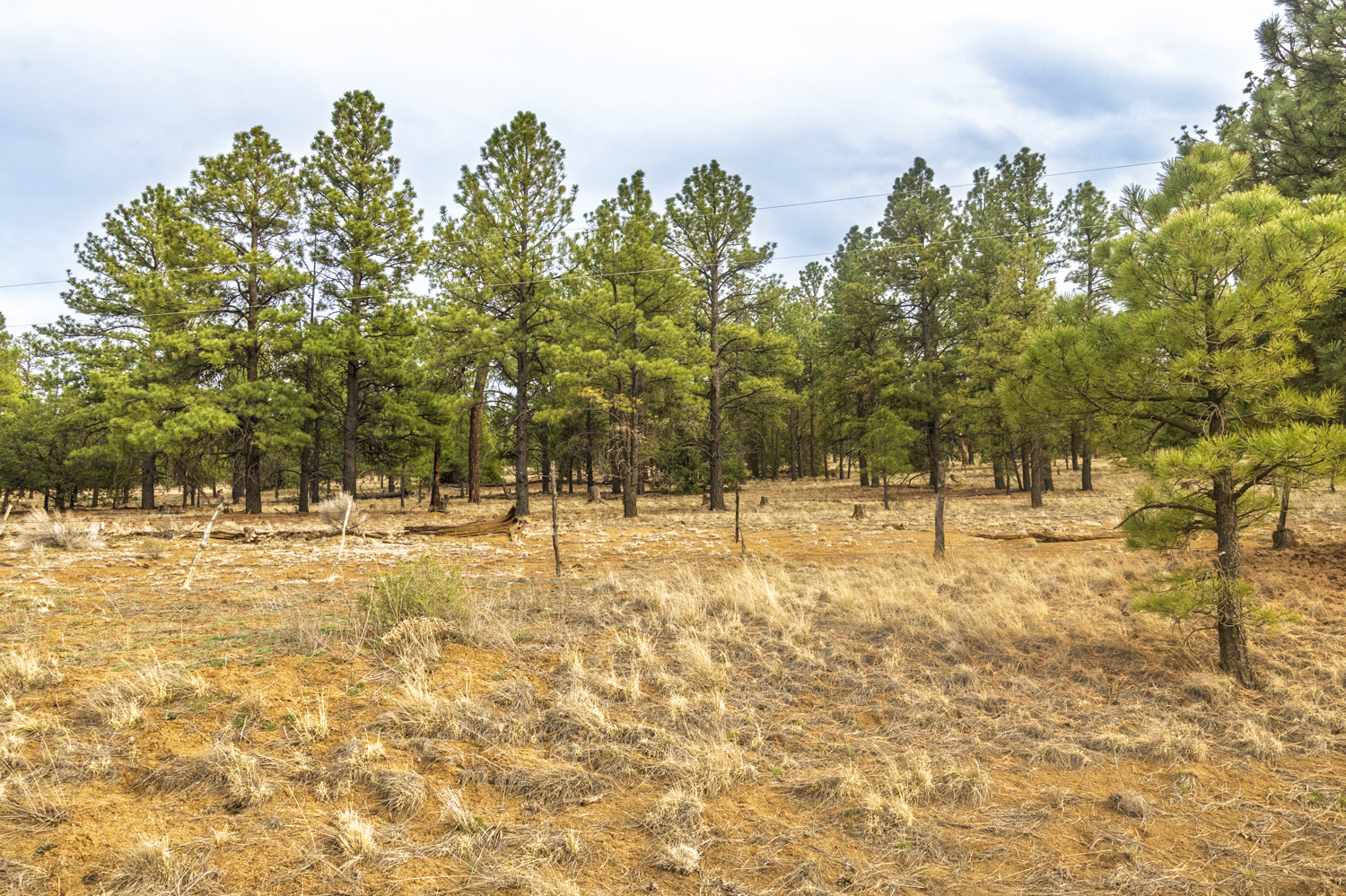 Ponderosa Pines Beneath a Clearing Sky