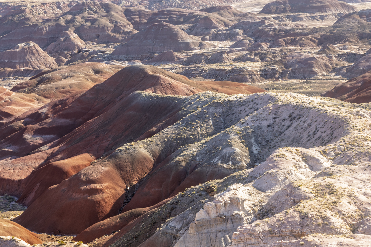 Painted Hills in Morning Light