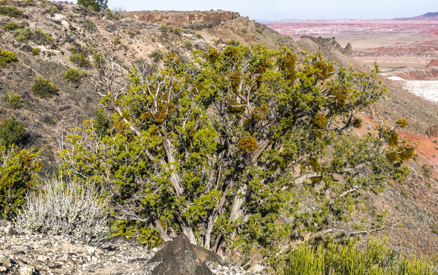Juniper Above the Painted Desert