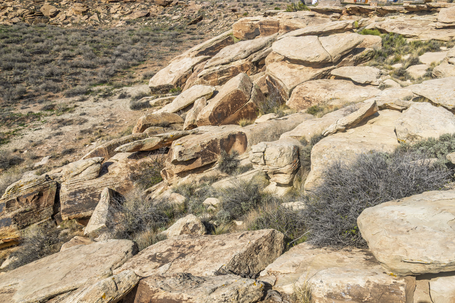 Petroglyphs Hidden Among the Rocks