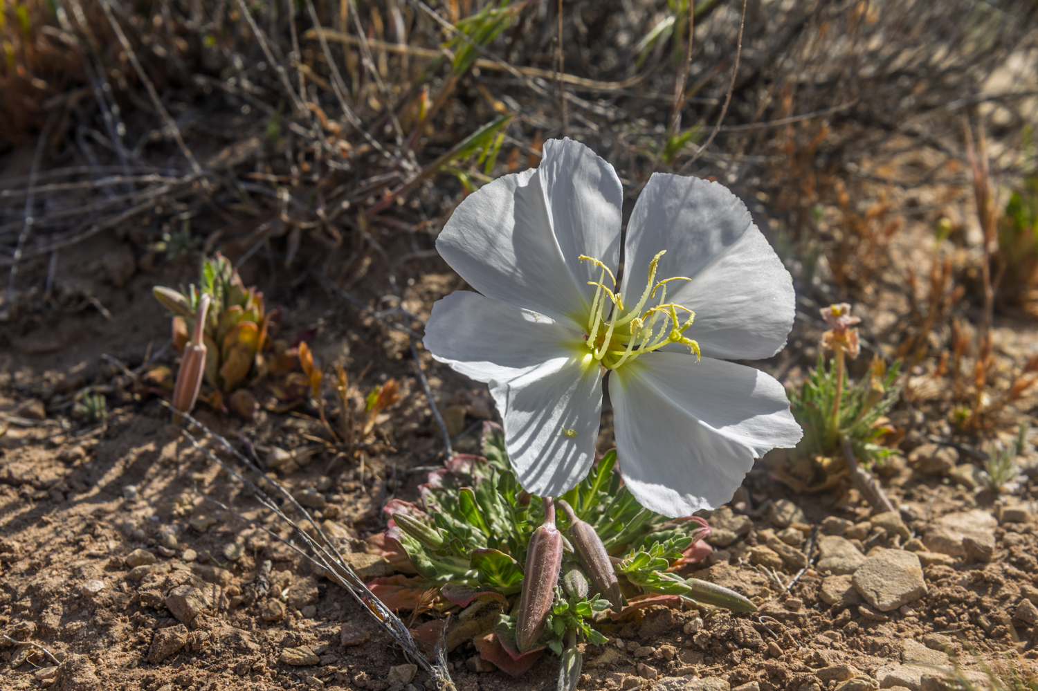 Desert Evening Primrose in Bloom