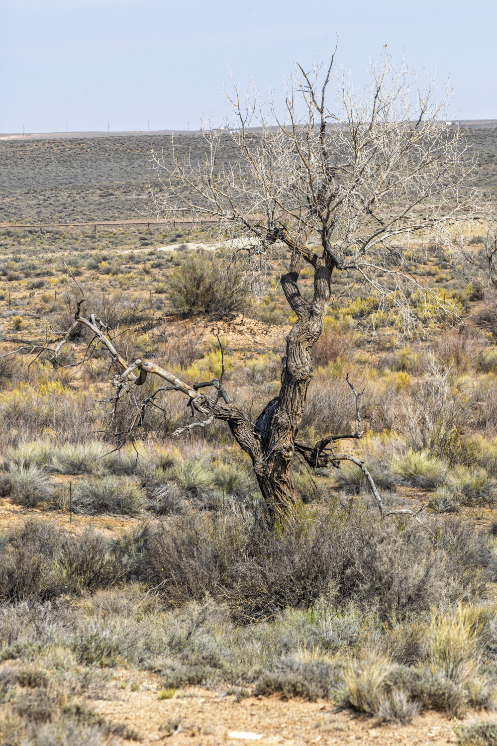 Weathered Sentinel of the Painted Desert