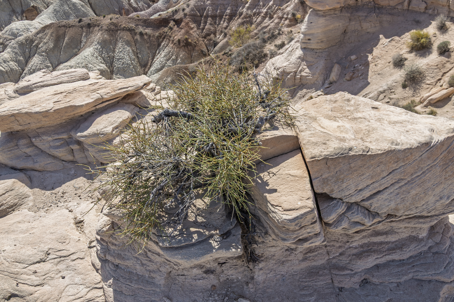 Rooted in Stone