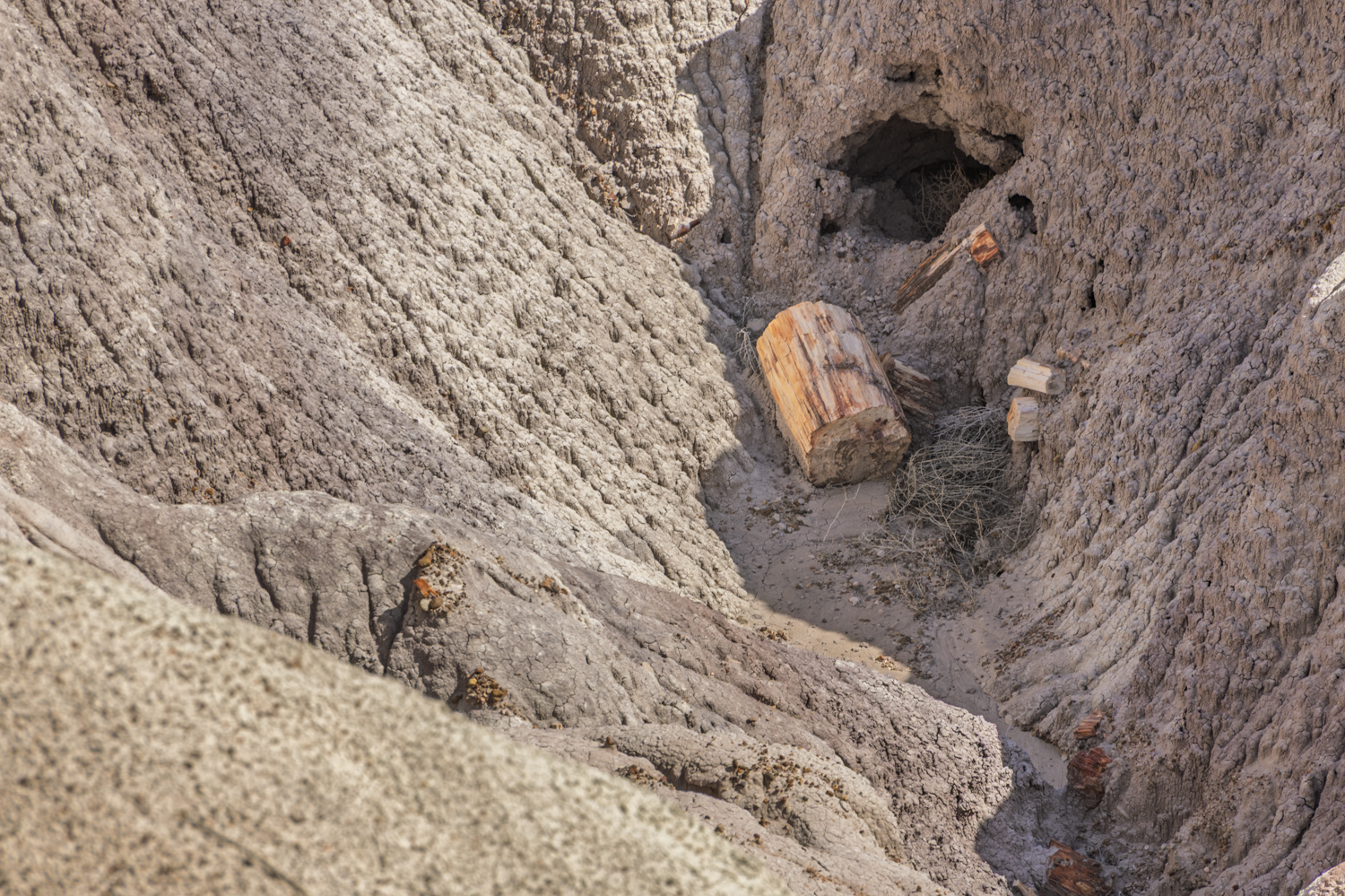 Ancient Timber in an Eroded Ravine