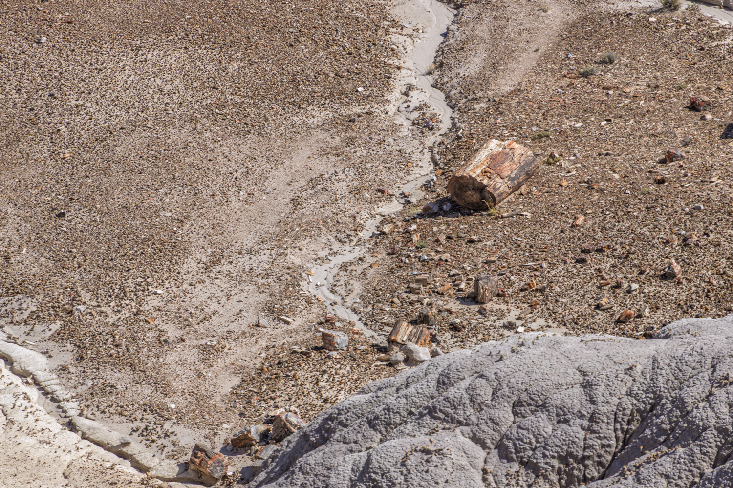 Petrified Timber in the Badlands