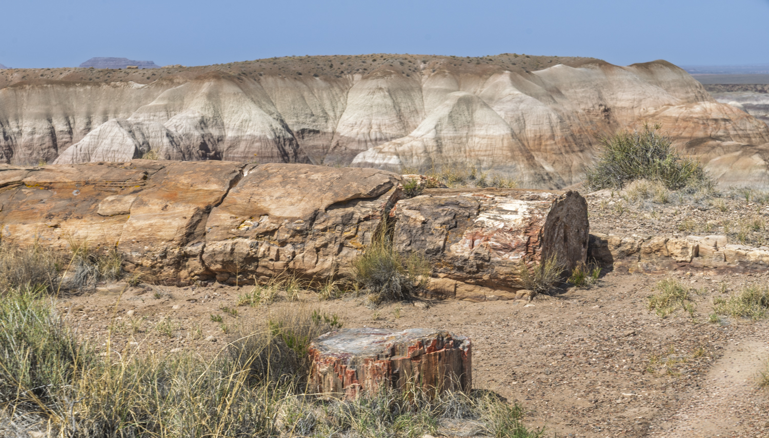 Ancient Timber Among Painted Hills
