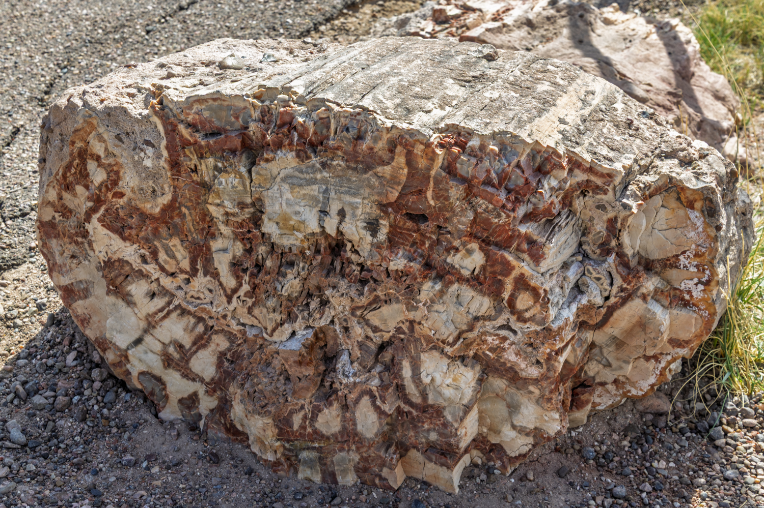 Stone Rings of an Ancient Forest