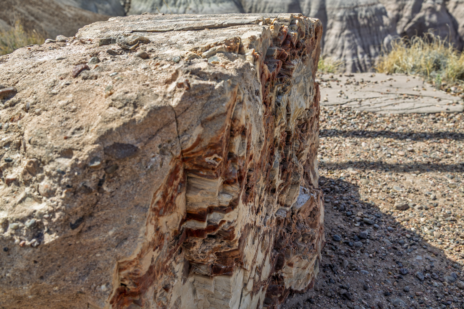 Ancient Petrified Wood in Petrified Forest National Park