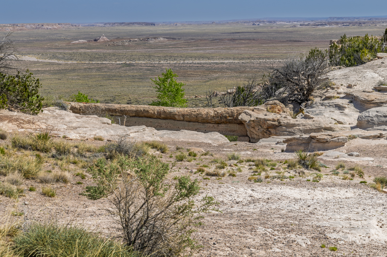 Painted Desert from Blue Mesa