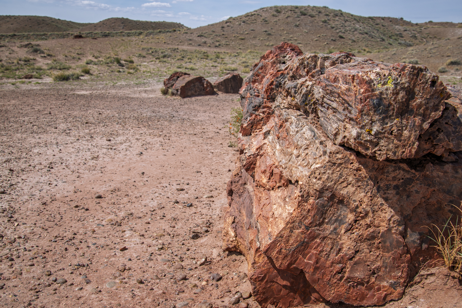 Timeless Giants of Arizona's Crystal Forest