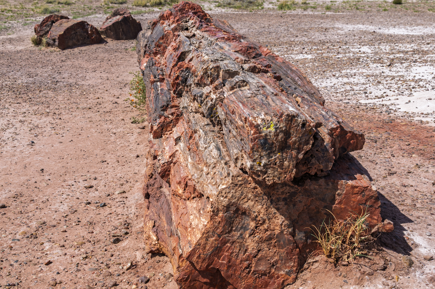 Ancient Petrified Log Along the Crystal Forest Trail