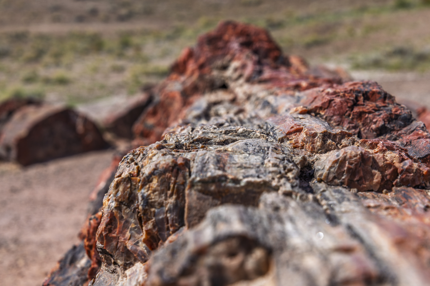 Crystalline Beauty Within Ancient Petrified Wood