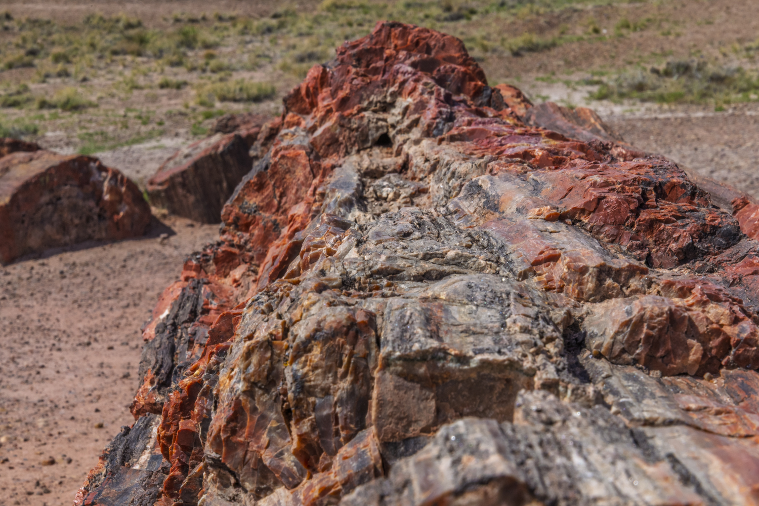 Mineral Patterns Preserved in Ancient Petrified Wood