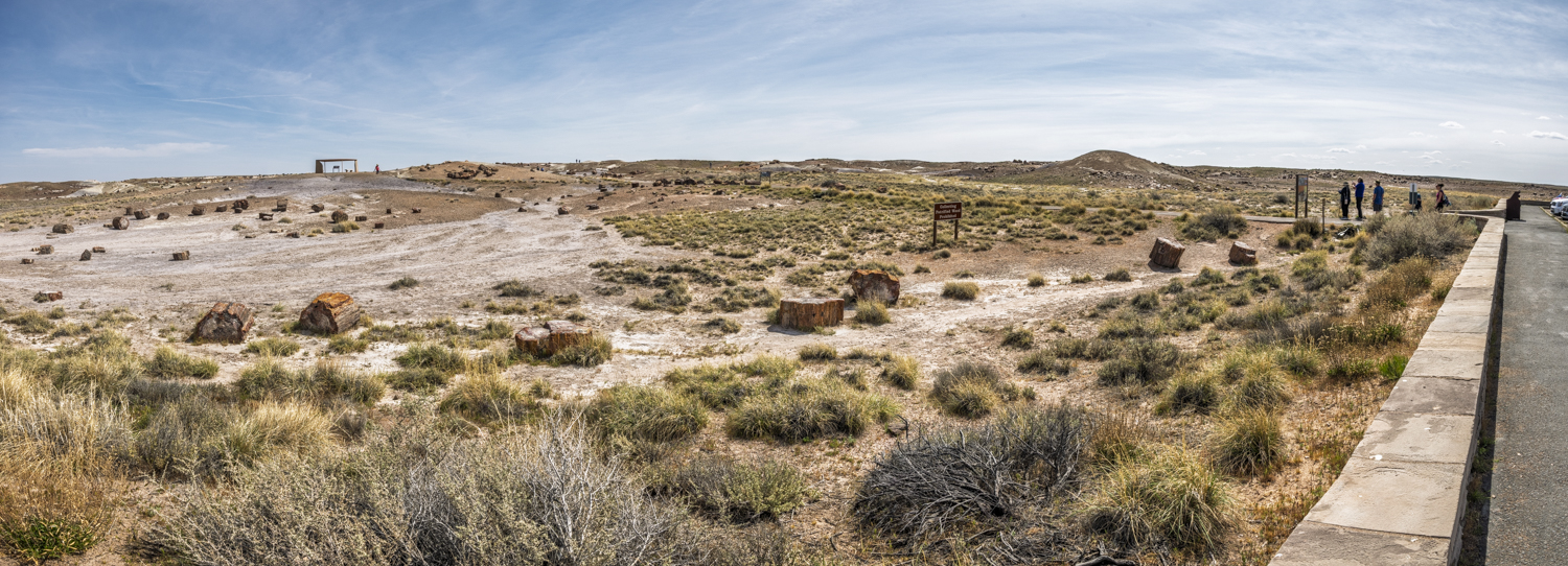Panoramic View of Crystal Forest's Petrified Landscape