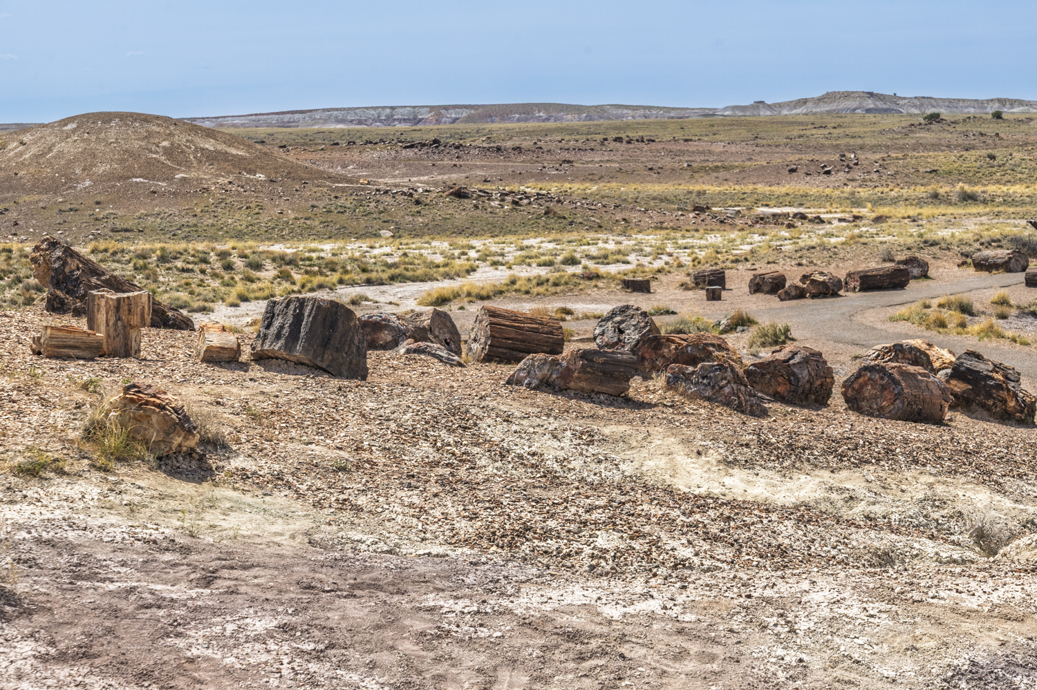 Ancient Petrified Logs Across Crystal Forest