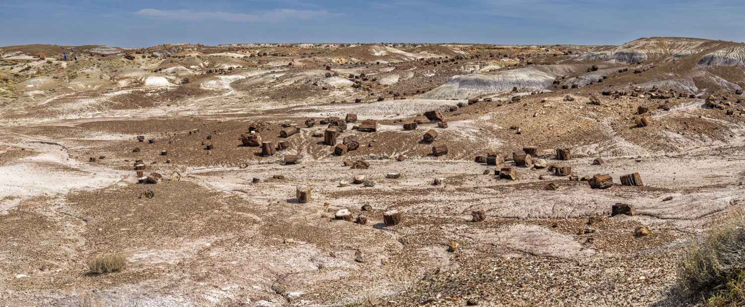 Panorama of Crystal Forest's Ancient Petrified Logs