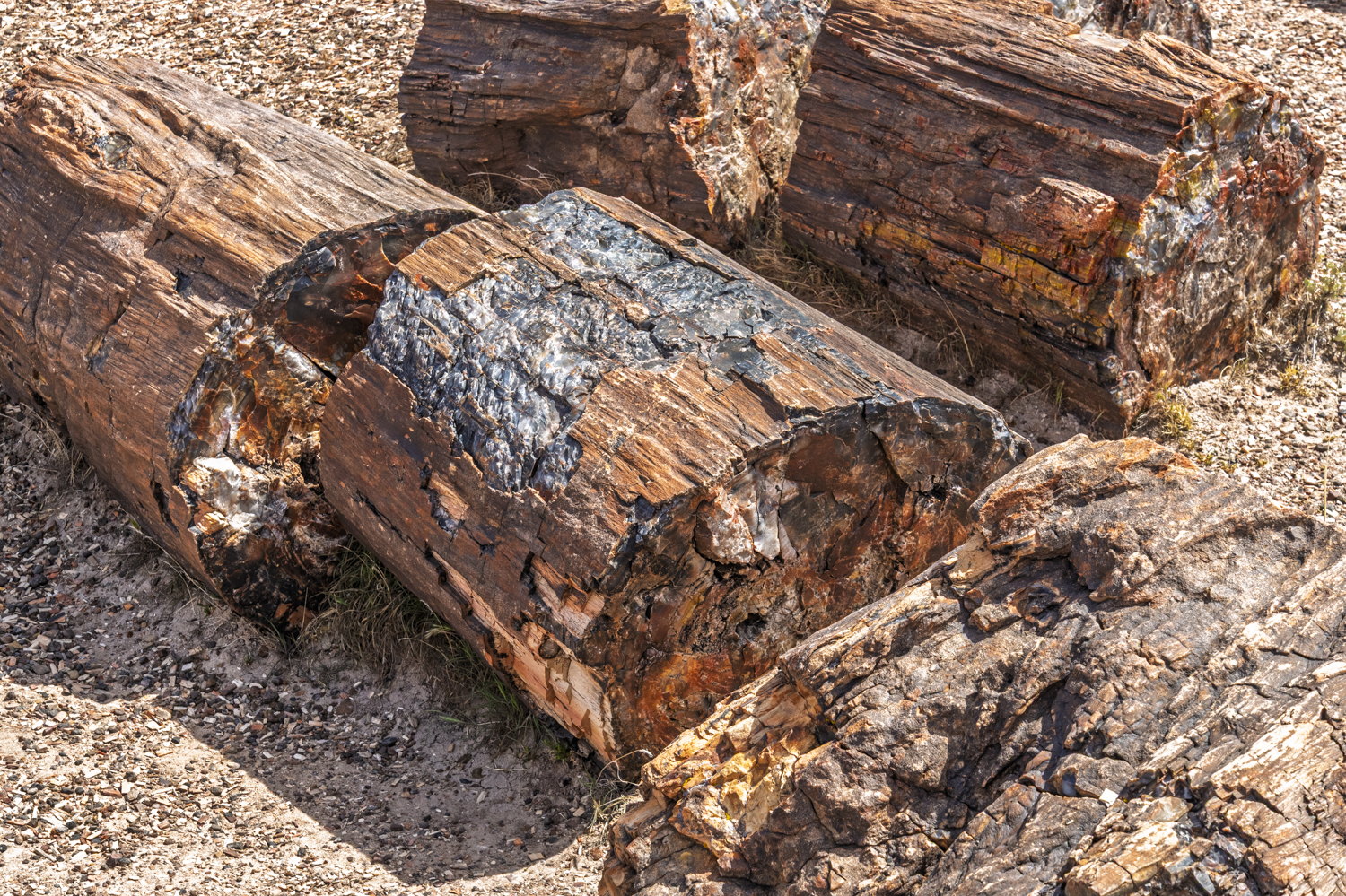 Cross-Section of Ancient Petrified Wood