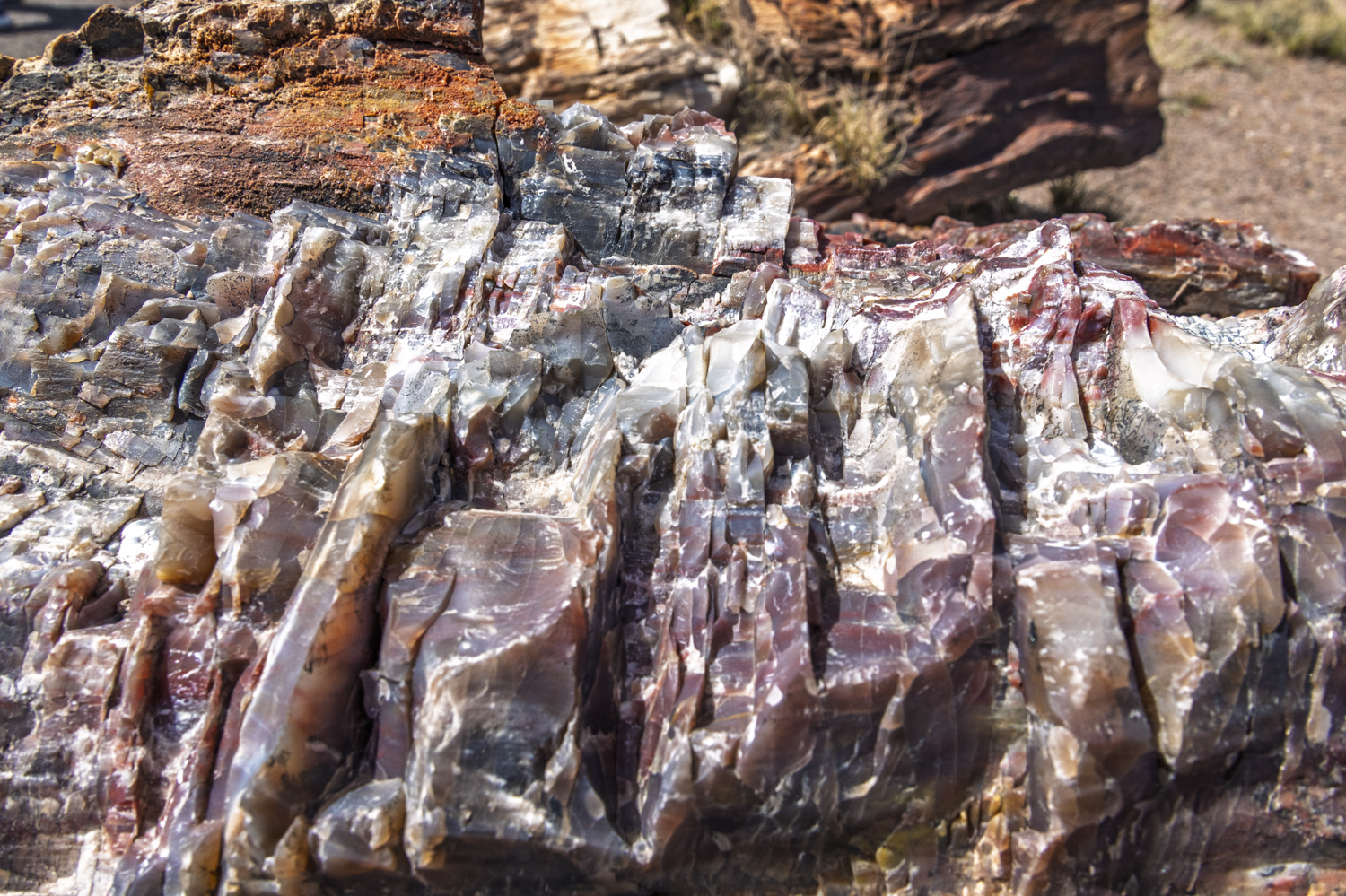 Crystalline Beauty of Petrified Wood