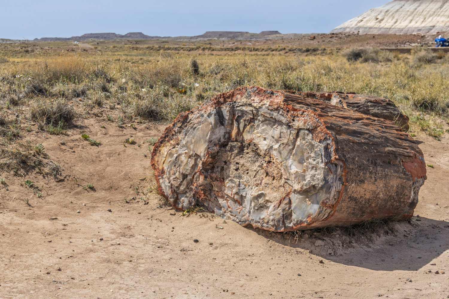 Ancient Petrified Log Cross-Section