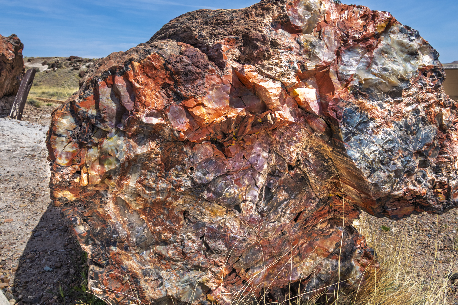 Rainbow of Stone: Brilliant Petrified Wood Cross-Section