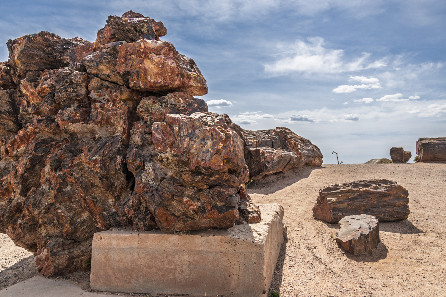 Ancient Petrified Giants Beneath an Arizona Sky