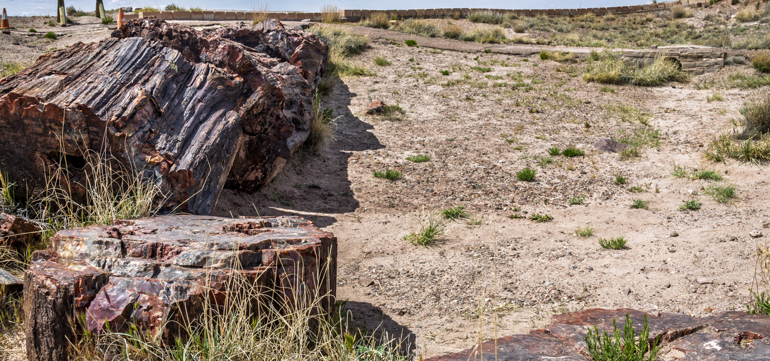 Petrified Giants Along the Crystal Forest Trail