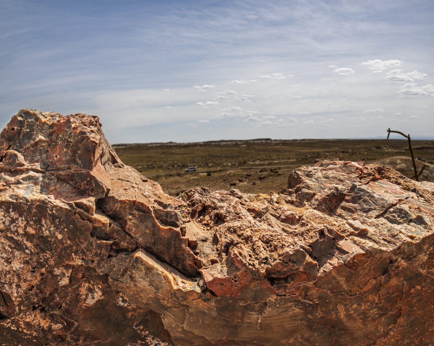 Ancient Petrified Wood Overlooking the Painted Desert