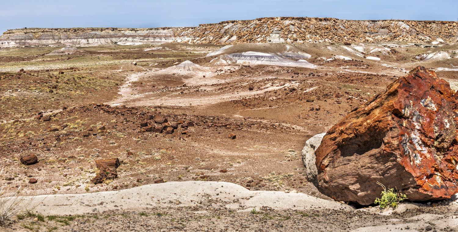 Petrified Wood Overlooking the Painted Desert